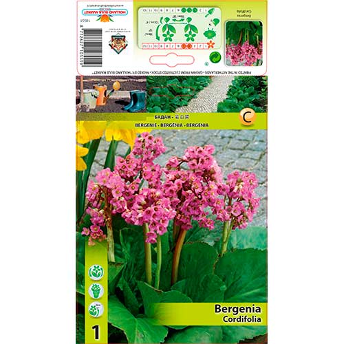 Bergenia Cordifolia imagine 1 articol 76193