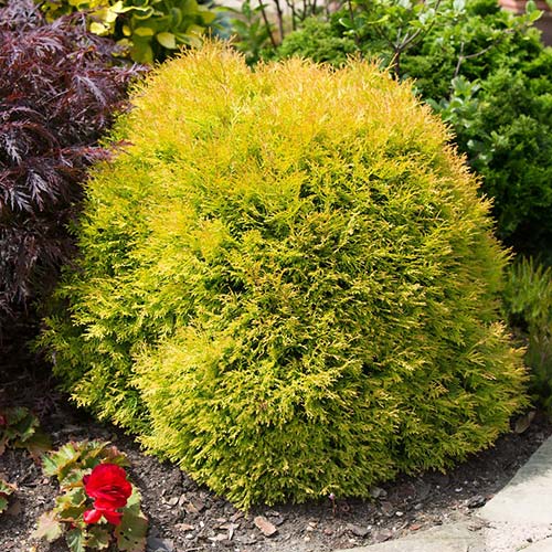 Туя западна Rheingold изображение 1 артикул 9414