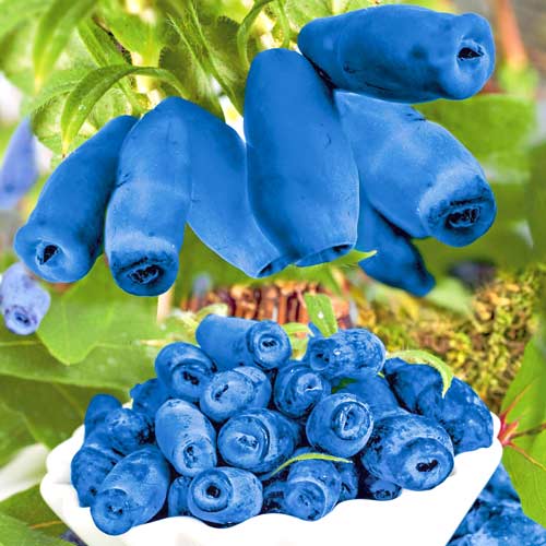 Afin siberian (Boabă de miere) Blue Velvet imagine 1 articol 9224