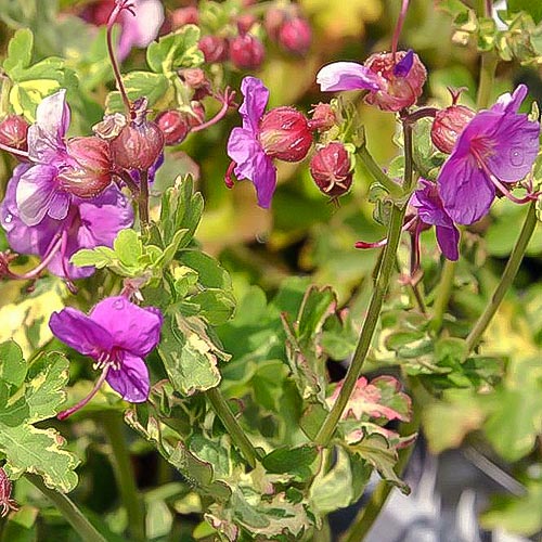 Bodziszek korzeniasty (Geranium) Variegatum interface.image 1 interface.art 01327