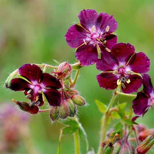 Bodziszek żałobny (Geranium) Samobor interface.image 1 interface.art 01332