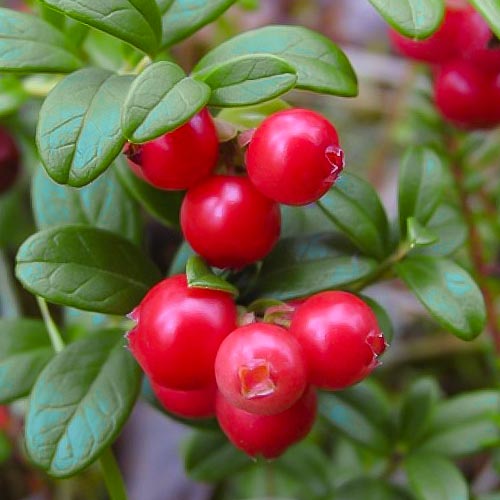 Боровинка червена Runo Bielawskie изображение 1 артикул 4688