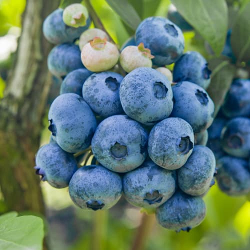 Боровинка синя Colibri, P9 изображение 1 артикул 1579