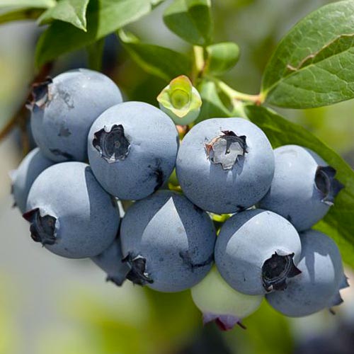 Боровинка синя Hannah's Choice изображение 1 артикул 4690