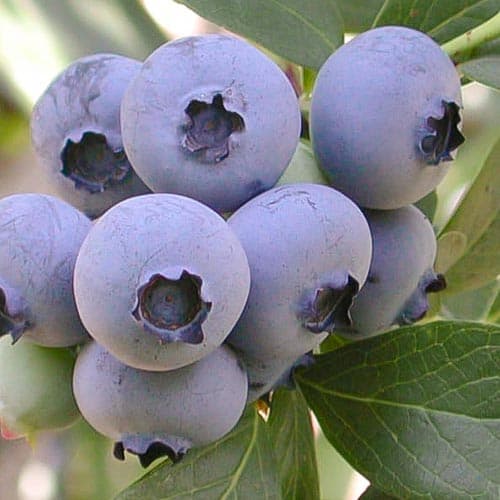 Боровинка синя Ozarkblue изображение 1 артикул 4695