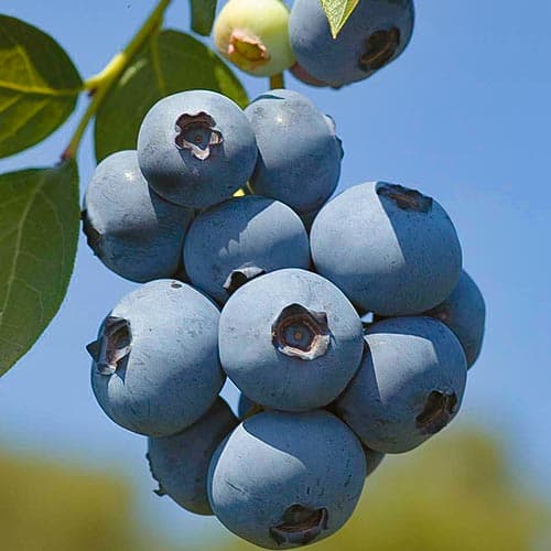 Боровинка синя Polaris изображение 1 артикул 4692