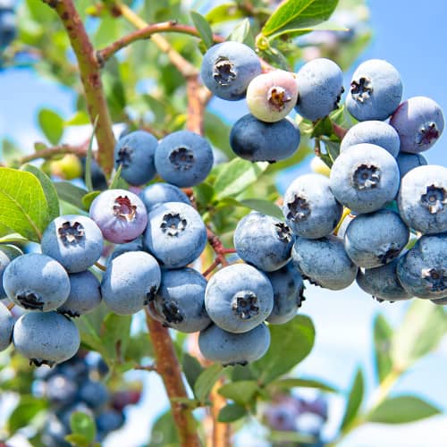 Боровинка синя Sweetheart, P9 изображение 1 артикул 1581