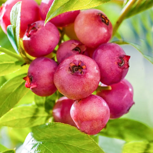 Borówka amerykańska Pink Blueberry interface.image 1 interface.art 9324