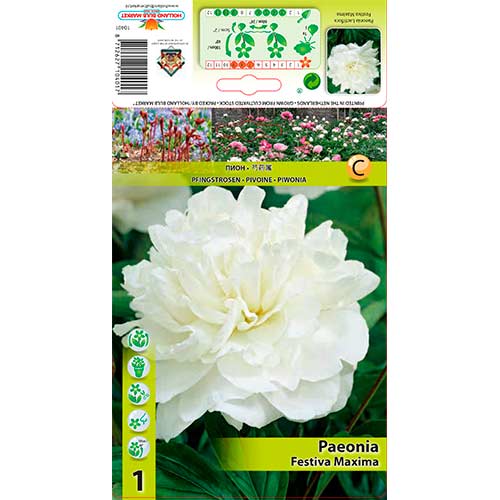 Божур Festiva Maxima изображение 1 артикул 76337