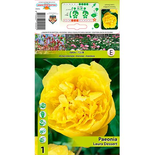 Божур Laura Dessert изображение 1 артикул 76614