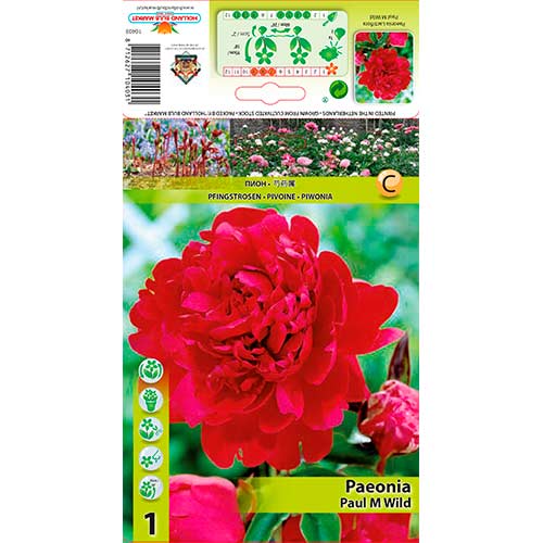 Божур Paul m Wild изображение 1 артикул 76338