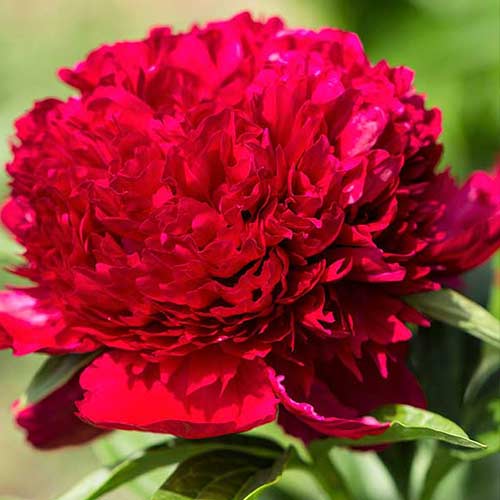 Божур Red Charm изображение 1 артикул 70444