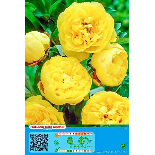 Божур Yellow изображение 1 артикул 76488