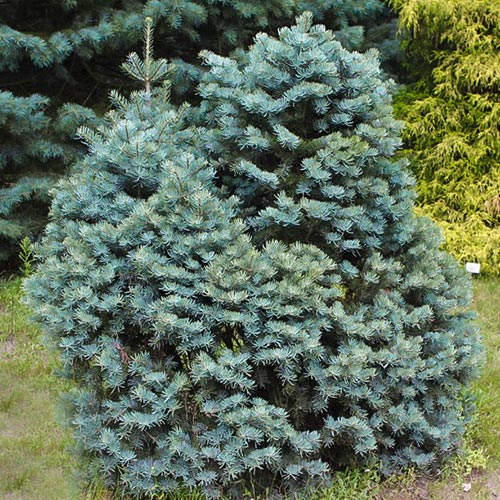 Brad argintiu imagine 1 articol 9454