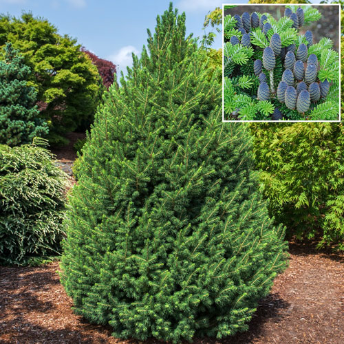 Brad Corean imagine 1 articol 2601