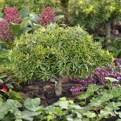 Brad coreean Kristall Kugel, C4 imagine 1 articol 8242