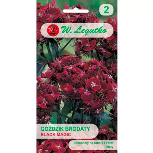 Брадат карамфил Black Magic Legutko изображение 1 артикул 69590