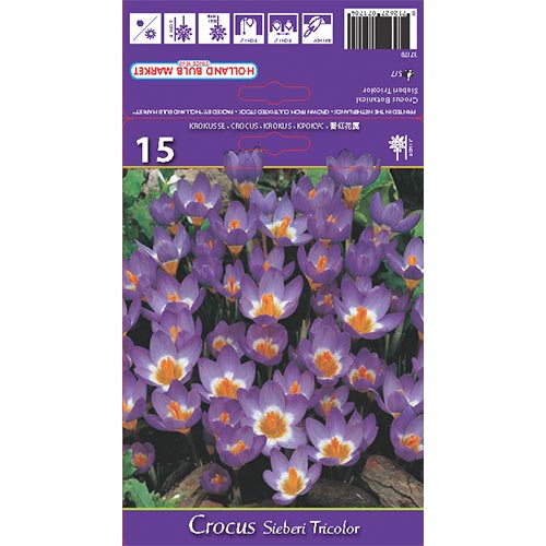 Brândușe Sieberi Tricolor imagine 1 articol 67620