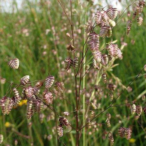 Briza media imagine 1 articol 01415