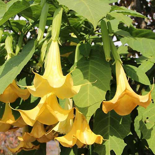 Brugmansia Angel's Yellow interface.image 1 interface.art 76637
