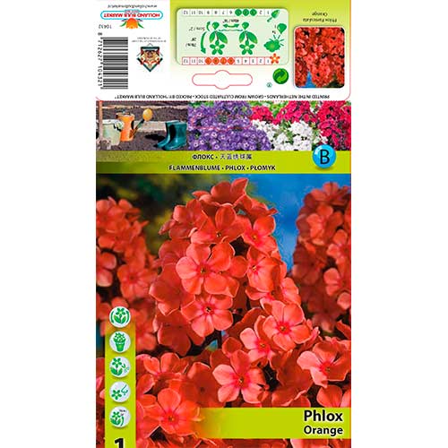 Brumărele Paniculata Orange imagine 1 articol 76617