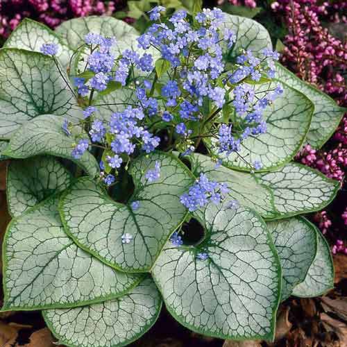 Брунера едролист изображение 1 артикул 70360