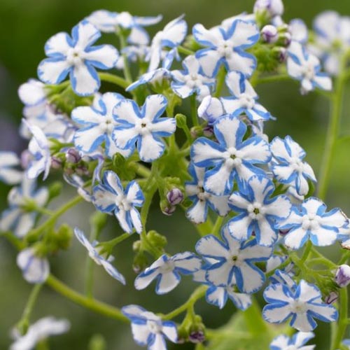 Брунера Starry Eyes изображение 1 артикул 70361