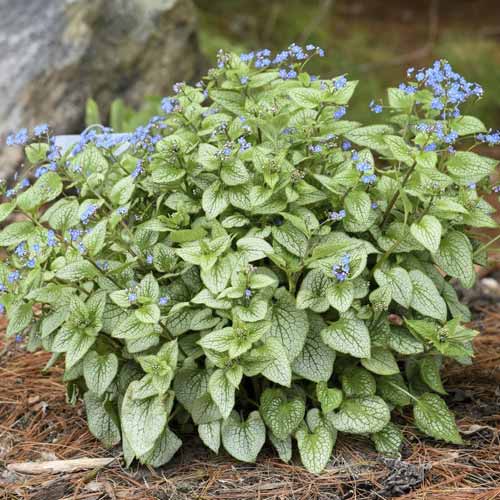 Brunnera Silver Heart, C3 imagine 1 articol 8510