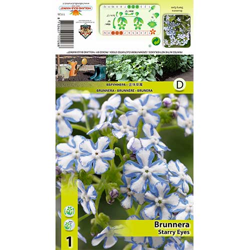 Brunnera Starry Eyes imagine 1 articol 70361