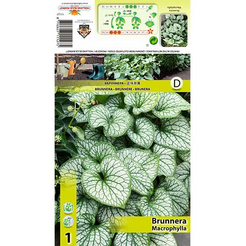 Brunnera wielkolistna interface.image 1 interface.art 70360