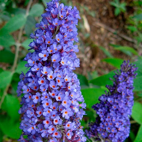 Buddleja davidii Papillon Bleu imagine 2 articol 2504