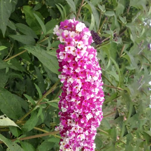 Buddleja Dawida Berries and Cream, С2 изображение 1 артикул 5461