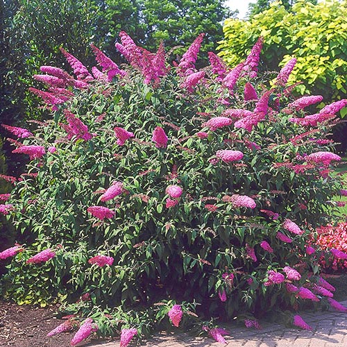 Budleja Dawida Border Beauty interface.image 1 interface.art 9006