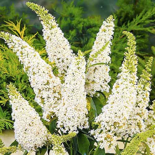 Budleja Dawida White Profusion, С2 interface.image 1 interface.art 8208