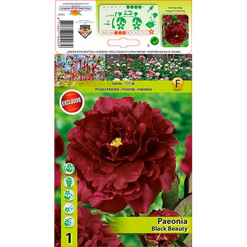 Bujor Black Beauty imagine 1 articol 76335