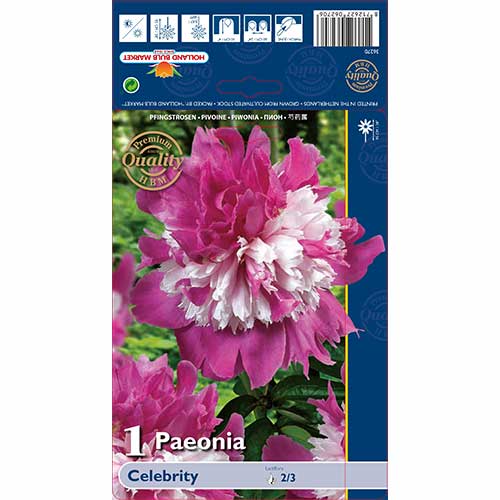 Bujor Celebrite imagine 1 articol 76129