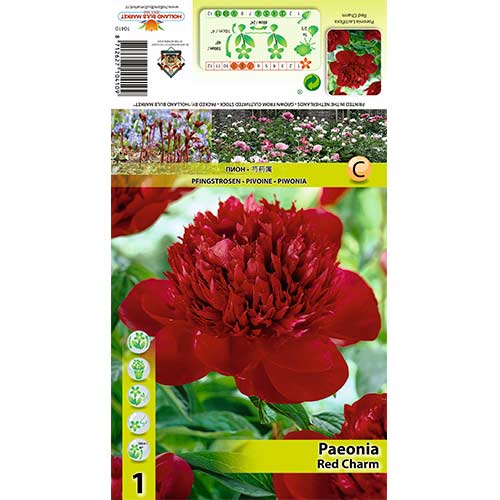 Bujor Red Charm imagine 1 articol 70444