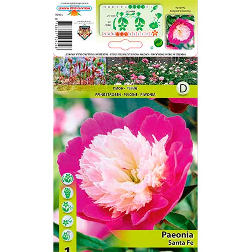 Bujor Santa Fe imagine 1 articol 76339