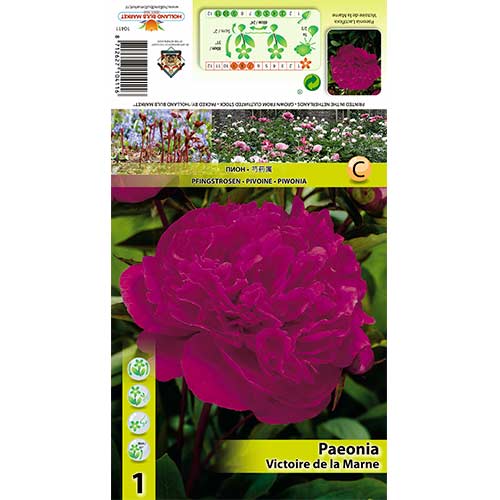 Bujor Victoire de la Marne imagine 1 articol 70445