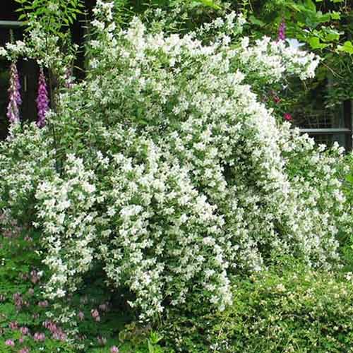 Булчин венец Lemoinei изображение 1 артикул 4786