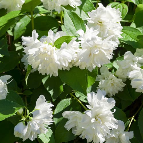 Булчински венец Manteau d'Hermine изображение 1 артикул 2038