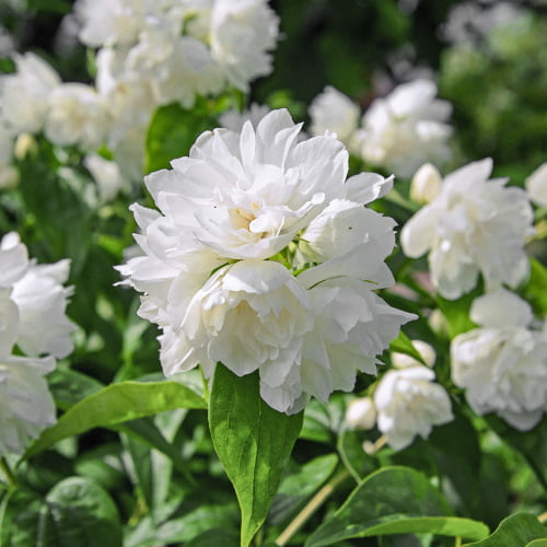 Булчински венец Minesota Snowflake изображение 1 артикул 2039