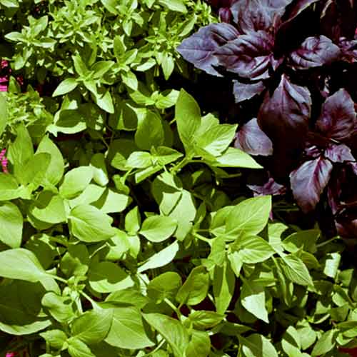 Busuioc, amestec de soiuri imagine 2 articol 69445