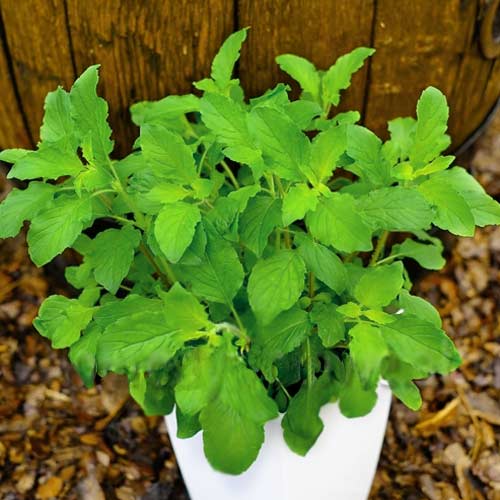 Busuioc sfânt imagine 1 articol 66966