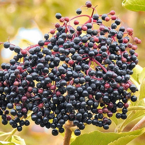 Бъз черен изображение 1 артикул 4702