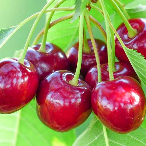 Череша Samba, С2 изображение 1 артикул 6927