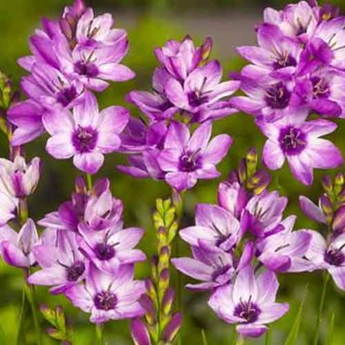 Ixia Panorama imagine 1 articol 67223