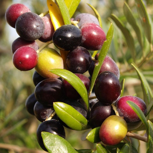 Drzewo oliwne (Oliwka) Arbequina, С2 interface.image 1 interface.art 7964