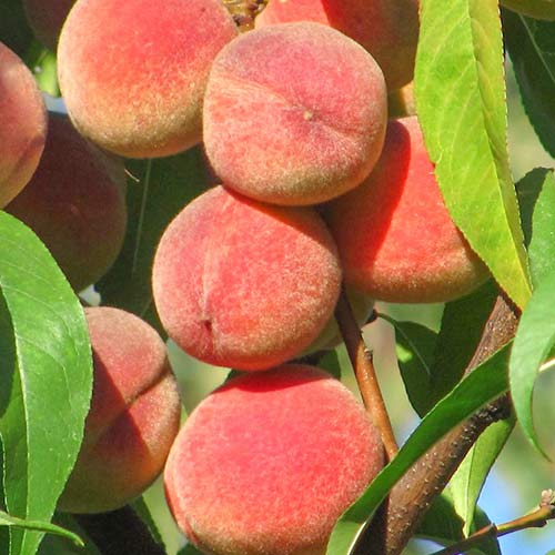 Праскова Peace изображение 1 артикул 6941