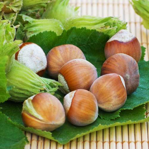 Лешник Yamhill изображение 1 артикул 6931